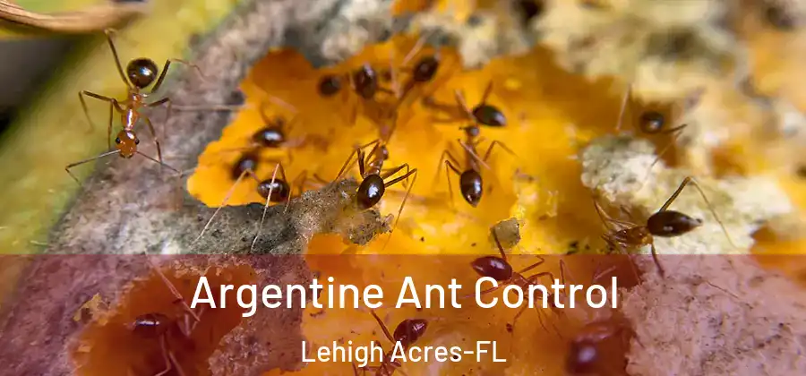 Argentine Ant Control Lehigh Acres-FL