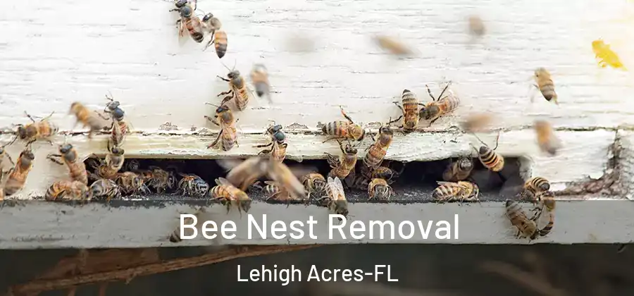 Bee Nest Removal Lehigh Acres-FL