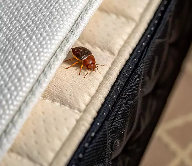 Bed Bug Exterminator Experts You Can Trust in Lehigh Acres, FL