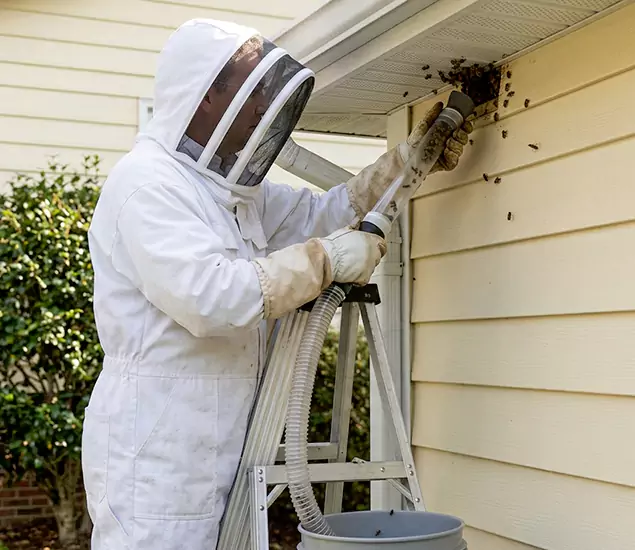 Your Affordable Bee Removal Company in Lehigh Acres, FL