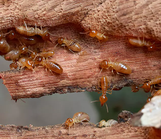 About Our Drywood Termite Treatment Experts in Lehigh Acres, FL