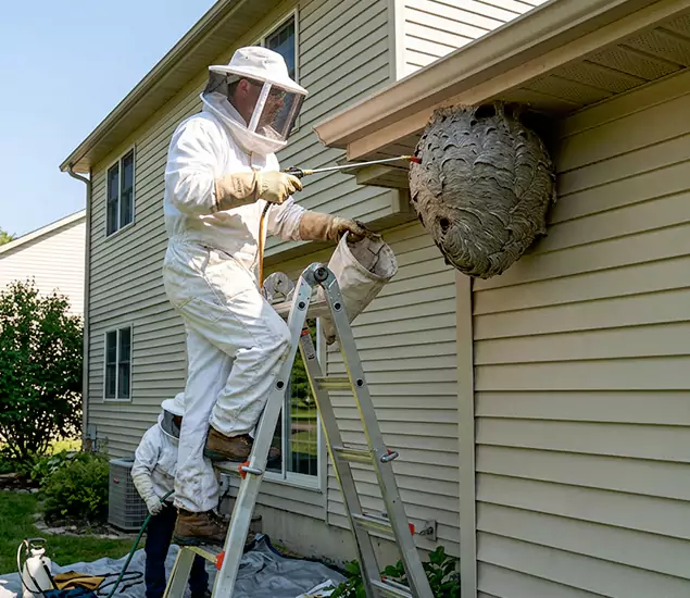 Expert Wasp Nest Removal: Your Local Wasp Nest Removal Company in Lehigh Acres, FL