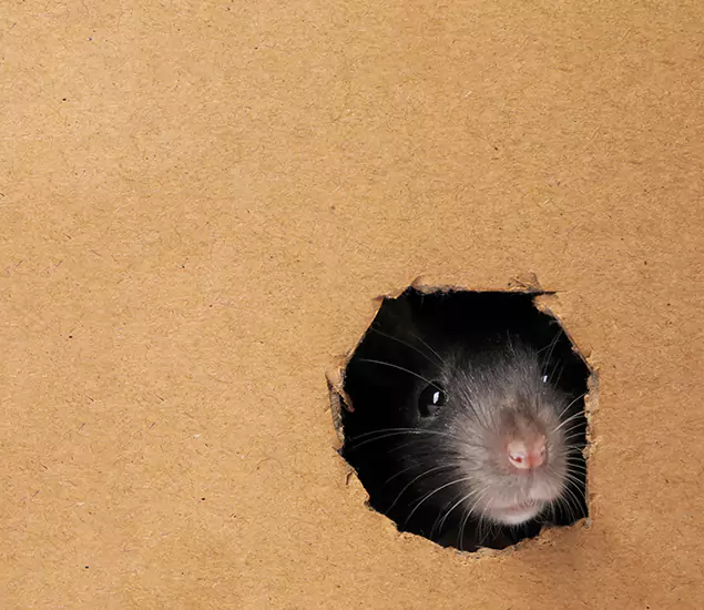 Rats in Attic Removal Experts in Lehigh Acres, FL