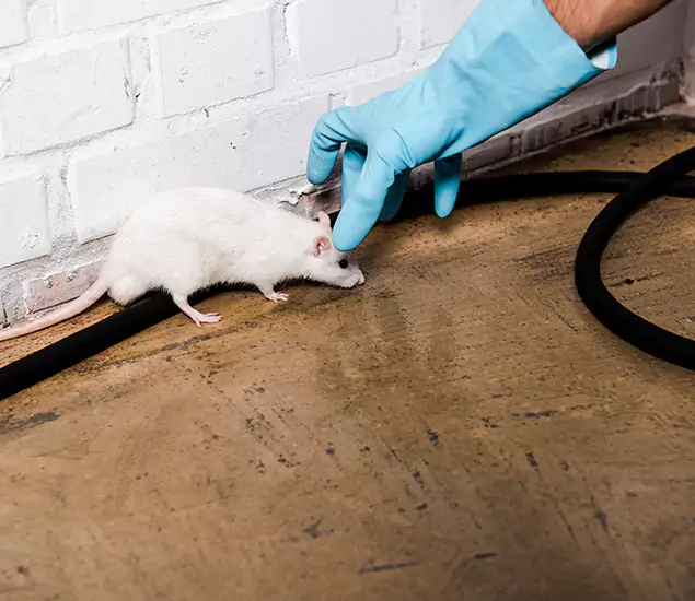 About Rodent Control Experts in Lehigh Acres, FL