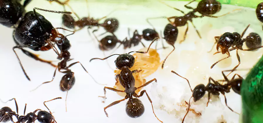 Argentine Ant Barrier Treatment in Lehigh Acres