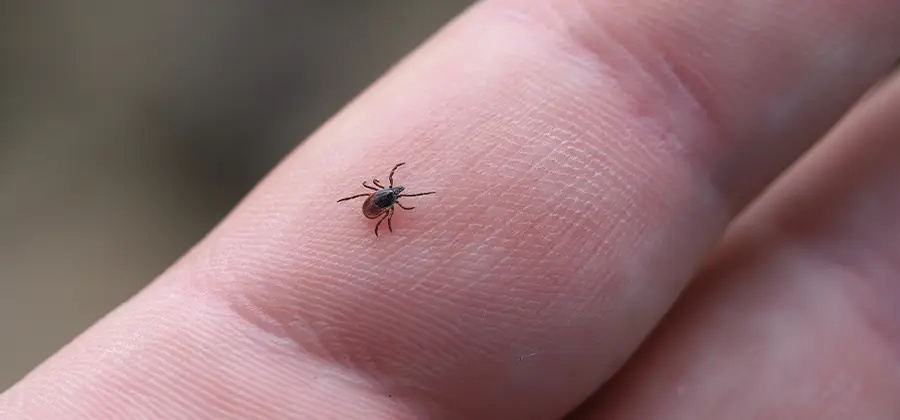 Infection Prevention for Bed Bug Bites in Lehigh Acres