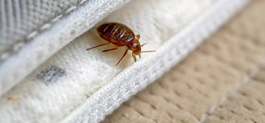 Tenting Bed Bug Fumigation in Lehigh Acres