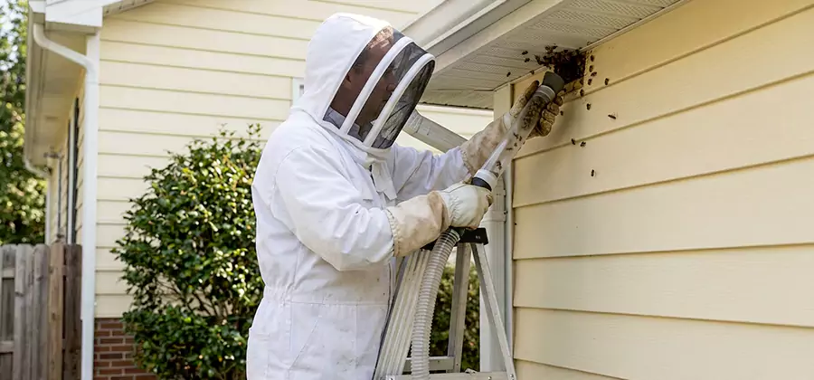 Ground Bee Removal in Lehigh Acres