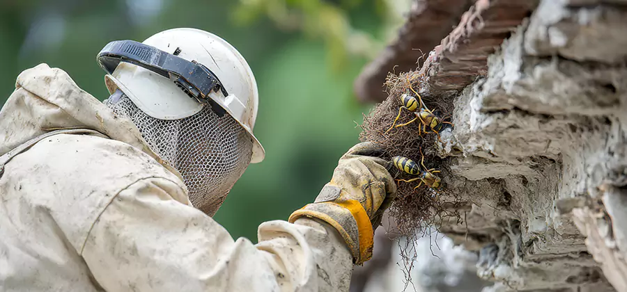 Bee and Wasp Hornet Removal in Lehigh Acres