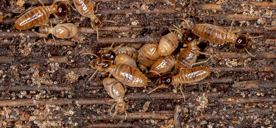 Bora Care Residential Termite Control in Lehigh Acres