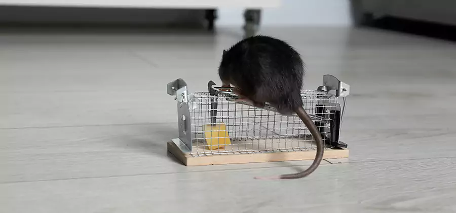 Mice in Attic Removal Lehigh Acres