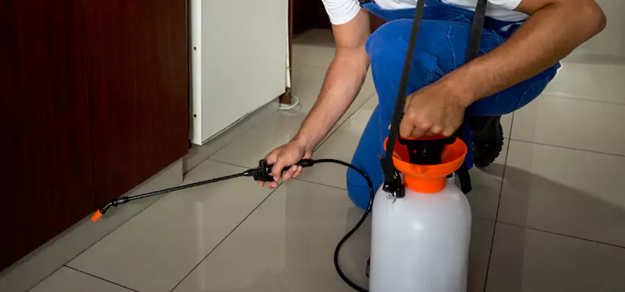 Indoor Insect Killer Solutions in Lehigh Acres
