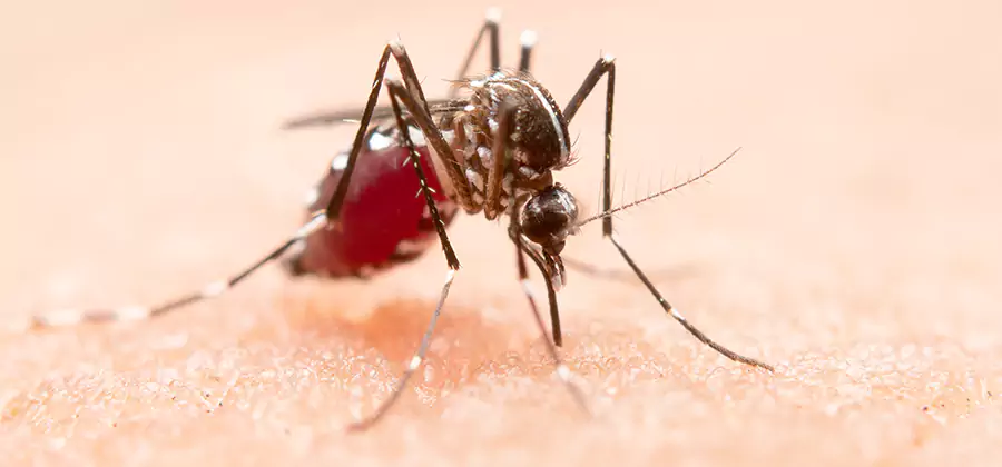 Indoor Mosquito Killer and Interior Control in Lehigh Acres