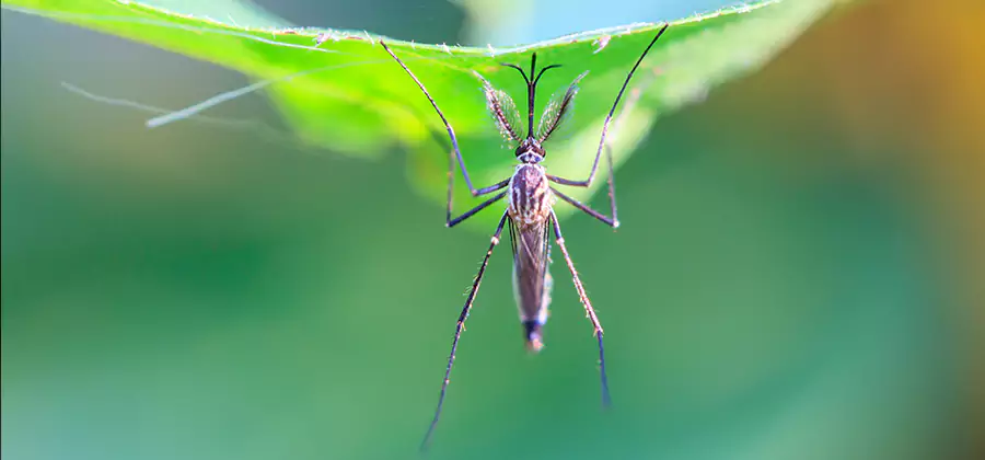 Home Defense Insect Killer in Lehigh Acres