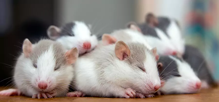 Lehigh Acres Pet Safe Mice Control
