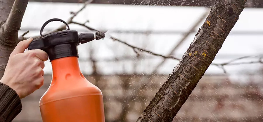 Orange Oil Structural Cavity Treatment in Lehigh Acres
