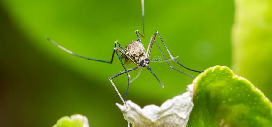 Natural Outdoor Mosquito Repellent in Lehigh Acres