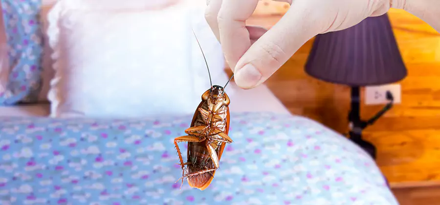 Bed Bug Inspection in Lehigh Acres