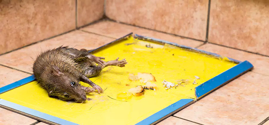 Rat Trapping Service In Lehigh Acres