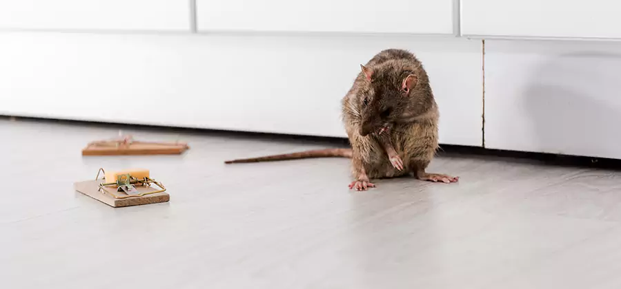 Rat Baiting Removal Service in Lehigh Acres