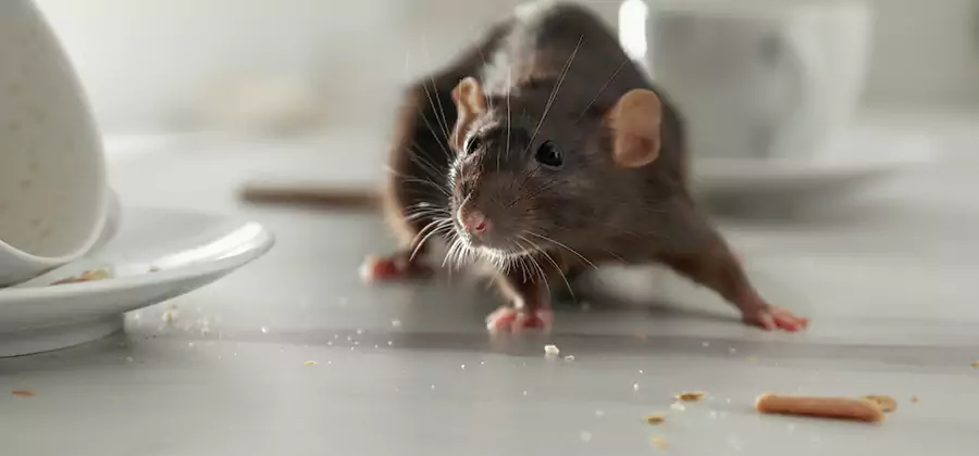 Attic Rat Exclusion Service in Lehigh Acres