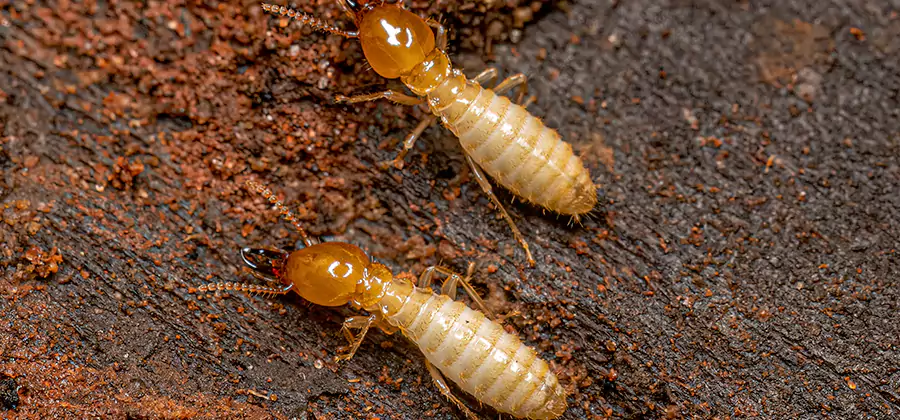 Sentricon Residential Termite Control in Lehigh Acres