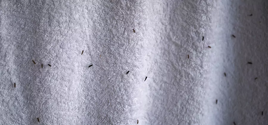 Small Black Ants in Bathroom Treatment in Lehigh Acres