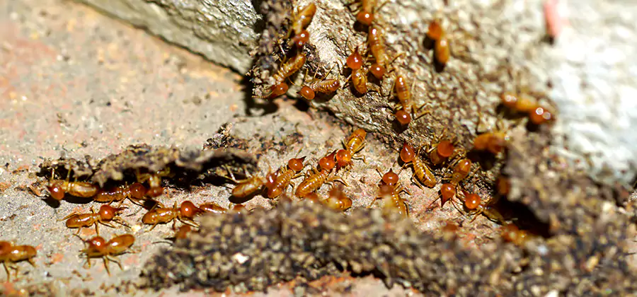 Wood Treatment and Localized Termite Solutions in Lehigh Acres