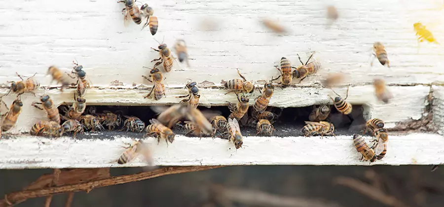 Residential Termite Fumigation in Lehigh Acres
