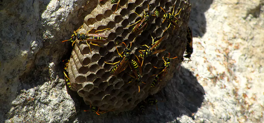 Wasp Nest in Tree Removal Lehigh Acres