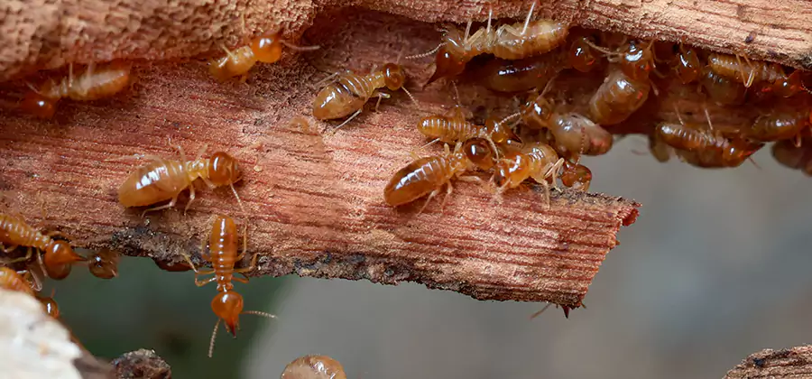 Wood Preservation Termite Treatment in Lehigh Acres