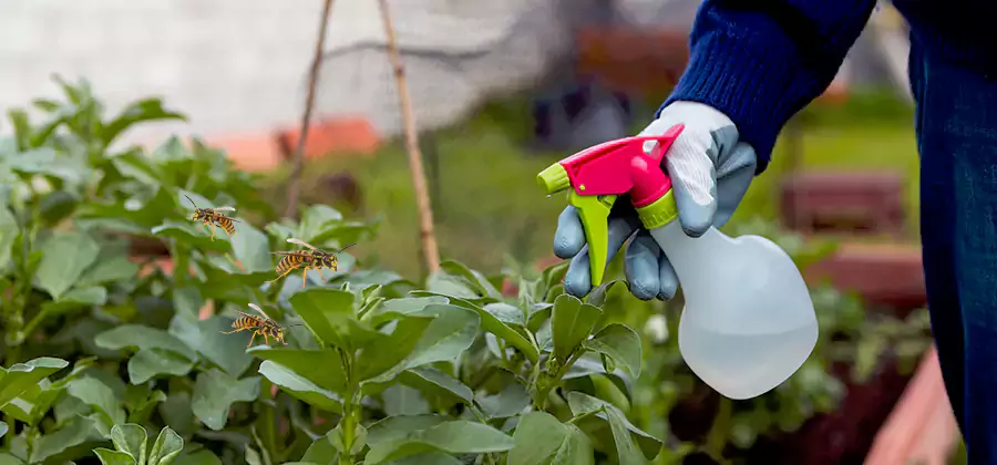 Yellow Jacket Pest Removal for Commercial Properties in Lehigh Acres