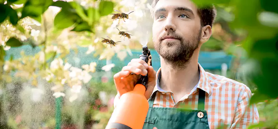 Yellow Jacket Wasp Removal in Lehigh Acres