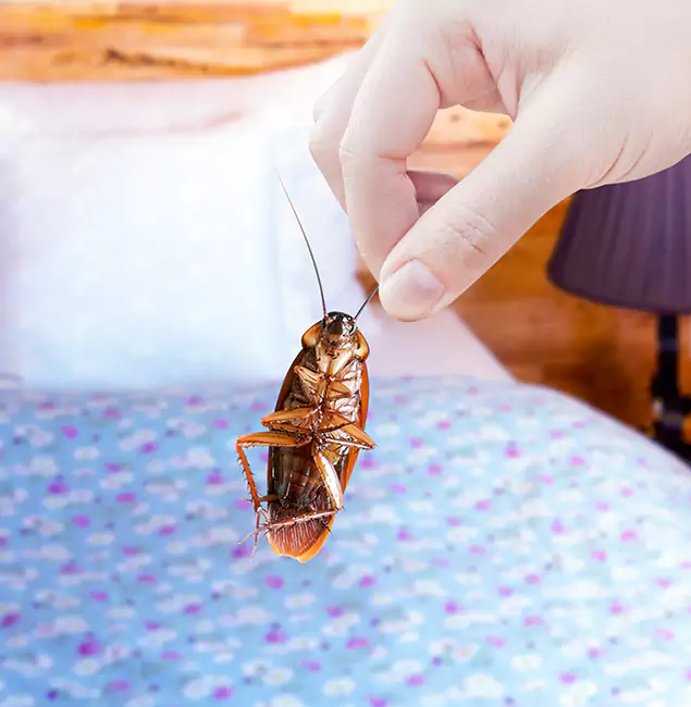 Why Choose Lehigh Acres Pest Control Pro for Bed Bug Treatment in Lehigh Acres, FL?