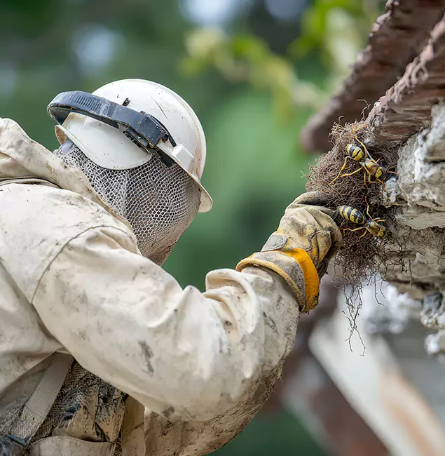 Why Lehigh Acres Property Owners Choose Lehigh Acres Pest Control Pro for Bee Exterminator?