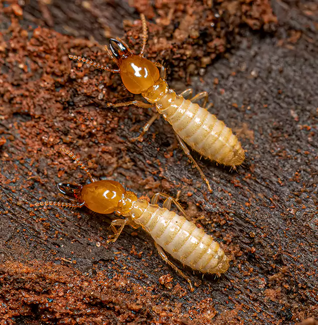 Why Choose Lehigh Acres Pest Control Pro for Termite Treatment Without Tenting in Lehigh Acres, FL?