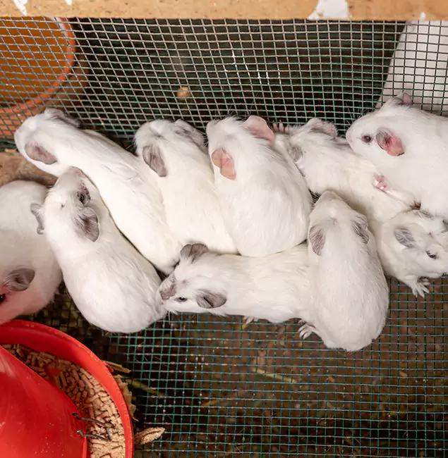 Why Choose Lehigh Acres Pest Control Pro for Rat Infestation in Lehigh Acres, FL?