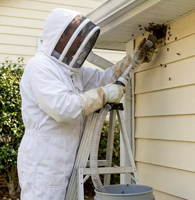 Why Lehigh Acres Trusts Lehigh Acres Pest Control Pro for Wasp Control?