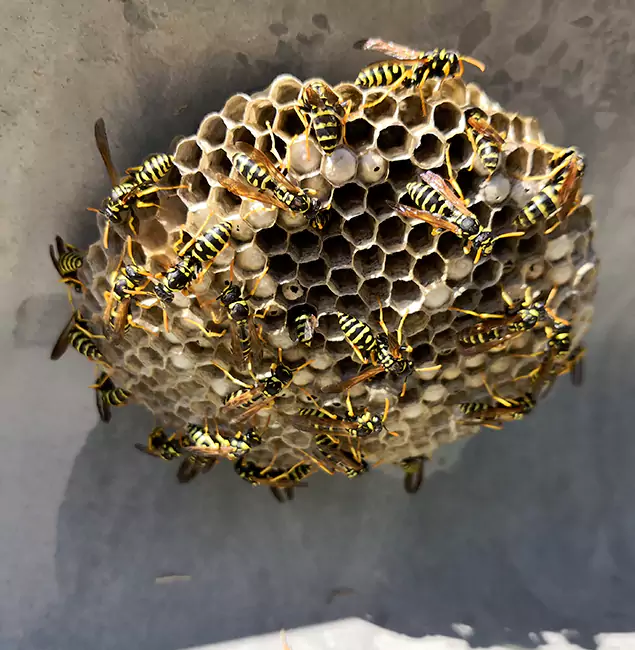 Why Lehigh Acres Chooses Lehigh Acres Pest Control Pro for Wasp Control Services?