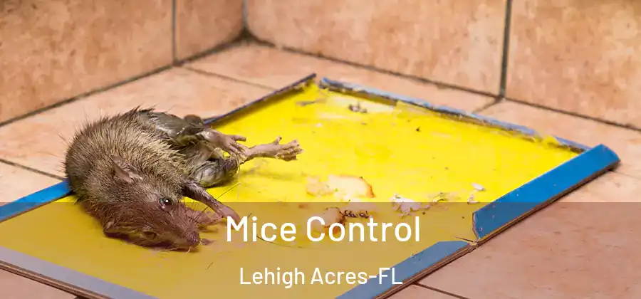 Mice Control Lehigh Acres-FL