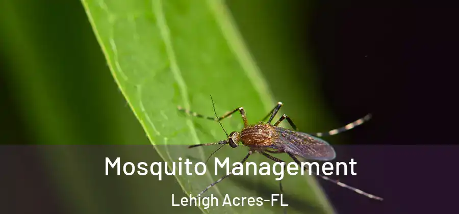 Mosquito Management Lehigh Acres-FL