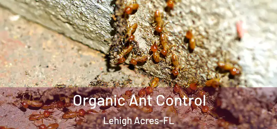 Organic Ant Control Lehigh Acres-FL