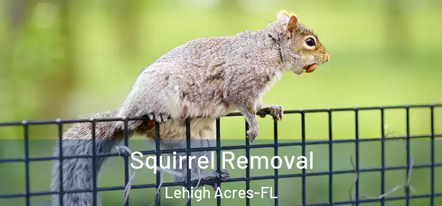 Squirrel Removal Lehigh Acres-FL