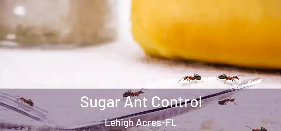 Sugar Ant Control Lehigh Acres-FL