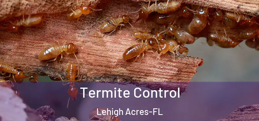 Termite Control Lehigh Acres-FL