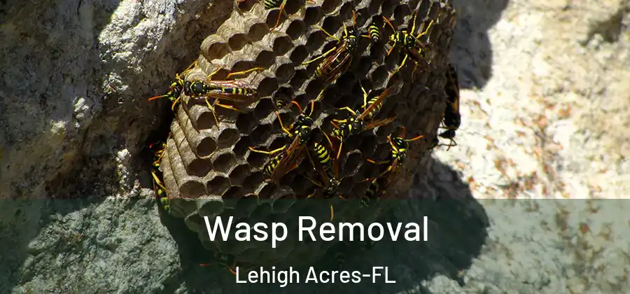 Wasp Removal Lehigh Acres-FL